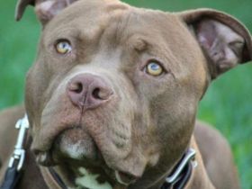 Reinrassige American staffordshire terrier Welpen zu verkaufen