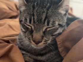 2 Kater abzugeben