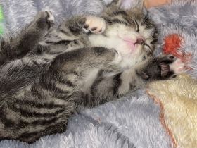 Kater, kitten, Handaufzucht