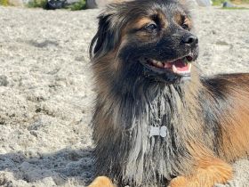 Koda – kleiner Wuschelkopf mit großem Charakter sucht erfahrene Menschen