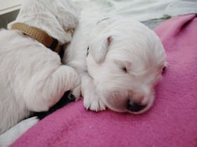 Golden Retriever Welpen