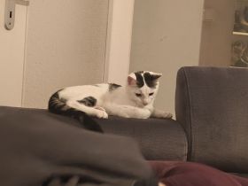 Zwei süße Kater abzugeben