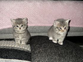 BKH kitten 15.08 geboren