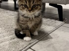 BKH kitten 15.08 geboren
