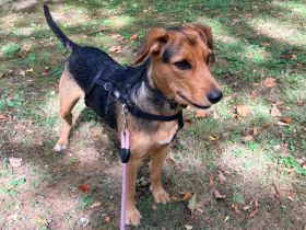 Laika sucht ihren Seelenverwandten...