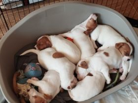 6 Jack Russell Welpen aus liebevoller privater Aufzucht suchen ein Zuhause (PLZ 08280)