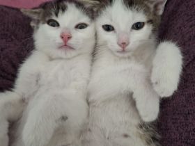 2 kitten brüder