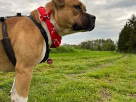 American Stafford Mix