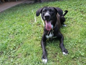 Dina, Jagdhund-Labrador-Mix, geb. 2024, eine aktive und energiegeladene Hündin