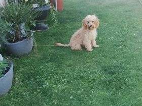 Cavapoo Rüde 6Monate alt