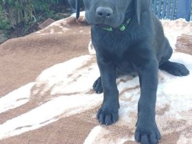 Labrador welpen