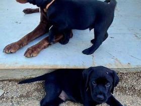Labrador welpen