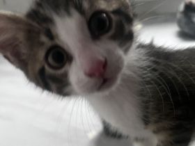 Kleine Kitten suchen ihr für-immer Zuhause