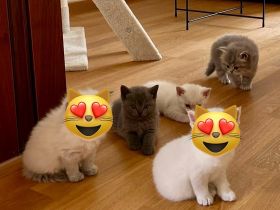 BKH & BLH Kitten - British Kurzhaar & British Langhaar Katzen