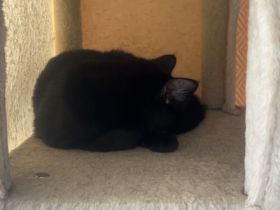 4 Maine Coone mix kitten abzugeben