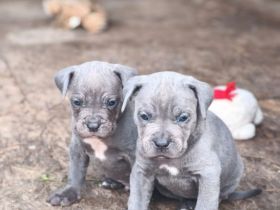 Cane Corso Welpen blueline