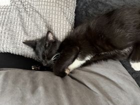 2 Kater abzugeben