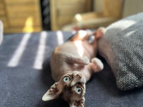 Canadian Sphynx Dame sucht liebesvolle Zuhause