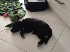 Labrador+Australien stepherd 14 welpen
