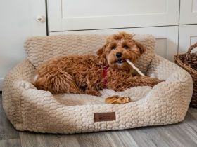 Maltipoo Mädchen sucht Traumzuhause Malteser Zwergpudel Traumhund
