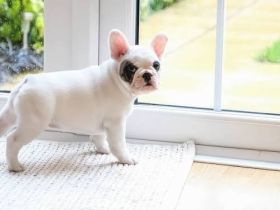 Französische Bulldoggen-Welpen