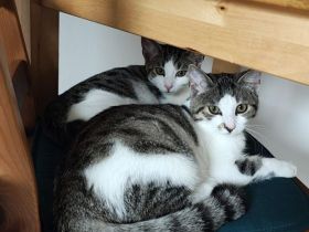 2 liebe, junge Katzenmädchen