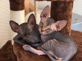 4 Sphynx Kitten suchen Zuhause :)