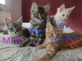 Noch 5 reinrassige Maine Coon Kitten mit Stammbaum vom Züchter!