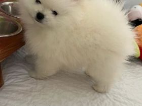 Angebot: Pomeranian-Welpen
