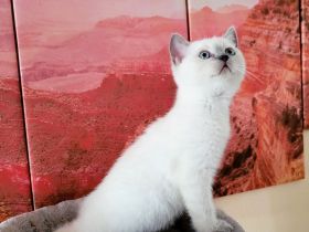 5 BKH-Colourpoint-Kitten: In wen hast du dich verliebt?