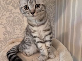 Süßer Katzenjunge Mix aus American Curl und BKH