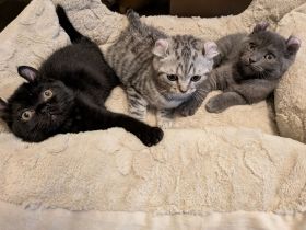 5 Zuckersüßen Kitten Mix Amerikan Curl und BKH