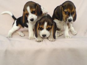 Beagle Welpen tricolor