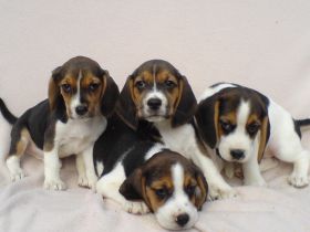 Beagle Welpen tricolor