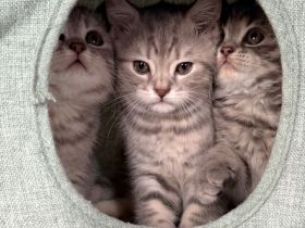 3 BKH Kitten suchen ein liebevolles Zuhause