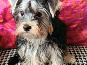 Süsse Yorkshire terrier welpe jungs