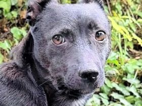 Kenzo auf Pflegestelle in 71336 Waiblingen sucht sein Für-immer-Zuhause
