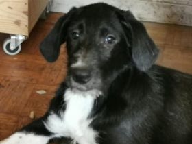 Rüdiger sucht seine Familie