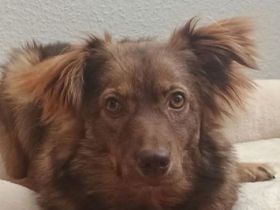 Brunja, fröhliche Power-Hündin sucht ihre Menschen, 1,5J, 45cm