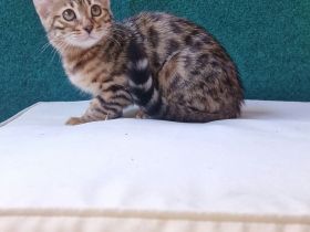 Traumhafte Bengal-Katze, 4 Monate alt – sehr verspielt & lieb