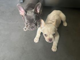 2 Frenchies 5 Monate alt