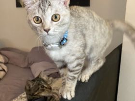 BKH Mix Kitten 5 Monate Black and Whiskas