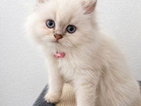 Bildhübsches, verschmustes BLH-Kätzchen auf der Suche nach einer liebevollen Familie 🐾❤️ - SOFORT