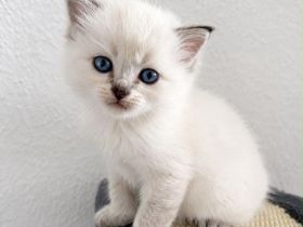 Wunderschöne, verschmuste BLH Ragdoll Kitten suchen ihr neues Zuhause 🐾🤍 - SOFORT