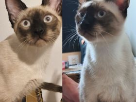 Saphir und Pearl, gemeinsam auf der Suche nach Iher Familie