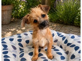 Traumhund Chihuahua x Zwergpudel Hybride F1 Generation - top Elterntiere