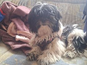 Shih Tzu Hündin