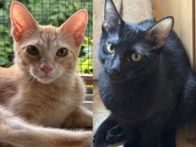 Topaz und Onyx, gemeinsam auf der Suche nach Iher Familie
