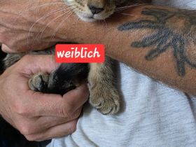 4 süße Kätzchen