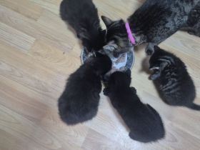 Süße Kitten suchen ein liebevolles Zuhause